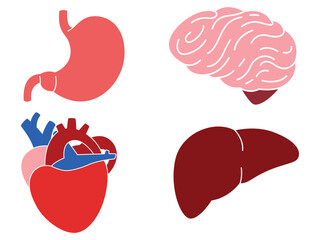 Human organ stomach liver heart brain colored version anatomy science biology learning education design set collection