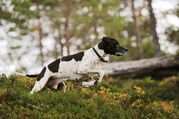 Dog english pointer in the autumn woods