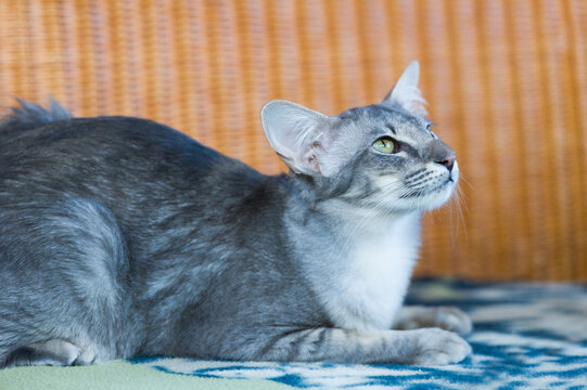 Liegende Orientalisch Langhaar Katze