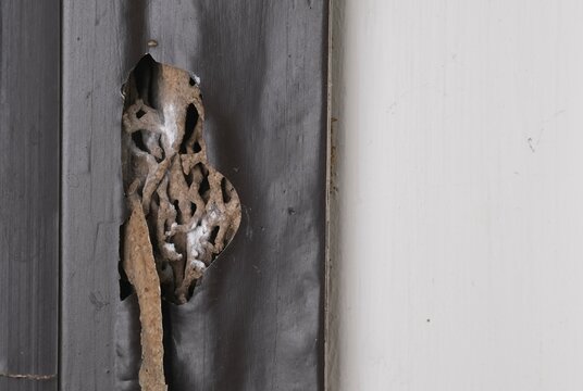 A hole on wood door frames that eaten by termites, Termine comb.