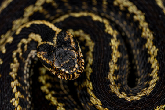Close-up of a Seoane's viper bilineata in Asturias, Spain