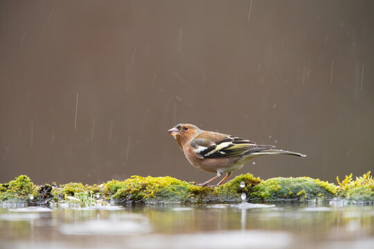 Common chaffinch on mossy ground under rain