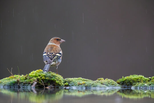 Common chaffinch perched on mossy ground in gentle rain