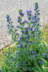 Obraz premium Viper's bugloss echium vulgare flower, beautiful blue flowers