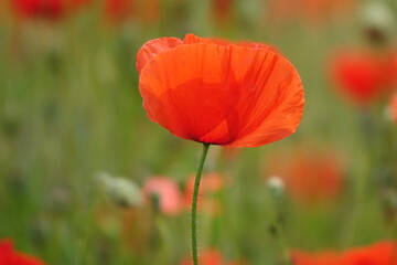 Klatschmohn
