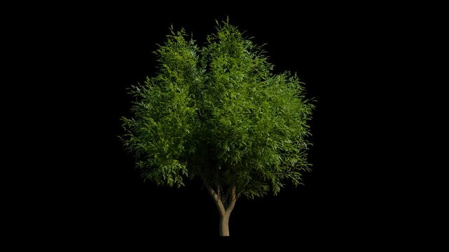 oak tree breeze isolated, seamless loop animation background