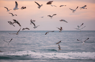 A flock of seagulls flying over the ocean