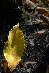 autumn leaves on the ground