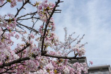 【大阪】造幣局の桜の通り抜け / 【Osaka】Osaka Mint Bureau Cherry Blossom Viewing