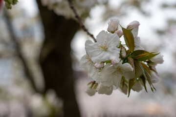 【大阪】造幣局の桜の通り抜け / 【Osaka】Osaka Mint Bureau Cherry Blossom Viewing