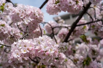 【大阪】造幣局の桜の通り抜け / 【Osaka】Osaka Mint Bureau Cherry Blossom Viewing