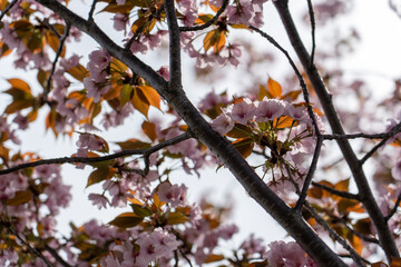 【大阪】造幣局の桜の通り抜け / 【Osaka】Osaka Mint Bureau Cherry Blossom Viewing