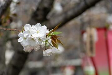 【大阪】造幣局の桜の通り抜け / 【Osaka】Osaka Mint Bureau Cherry Blossom Viewing
