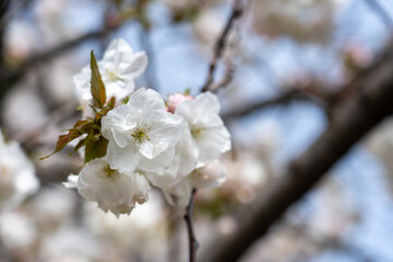 【大阪】造幣局の桜の通り抜け / 【Osaka】Osaka Mint Bureau Cherry Blossom Viewing