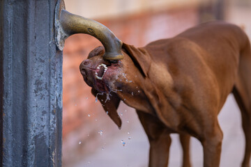 An old Vizsla also known as Hungarian Vizsla, Magyar Vizsla or Hungarian Pointer dog drinking water. Vizsla hunting dog drank water from the well in the street. 