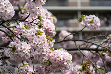 【大阪】造幣局の桜の通り抜け / 【Osaka】Osaka Mint Bureau Cherry Blossom Viewing