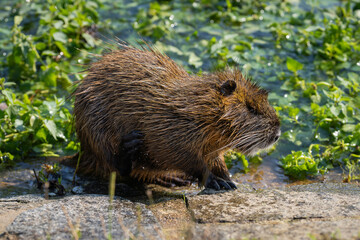 Nutria (Myocastor coypus) on the banks of the Vltava river in Prague the capital of the Czech Republic. Urban animal. Bokeh background, selective focus with copy space for text