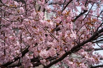 【大阪】造幣局の桜の通り抜け / 【Osaka】Osaka Mint Bureau Cherry Blossom Viewing