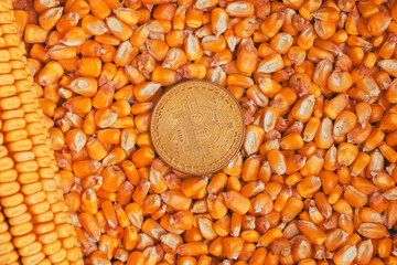 Bitcoin coins in harvested corn grain, financial and commodity markets concept