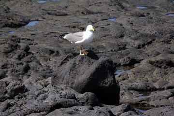 Moewe auf Lanzarote