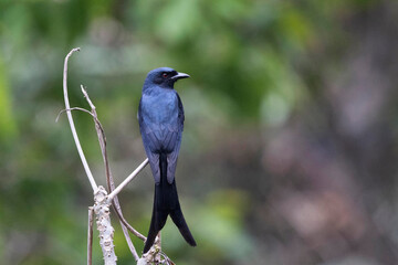 Ashy Drongo, Dicrurus leucophaeus, Pangolakha Wildlife Sanctuary, Sikkim, India