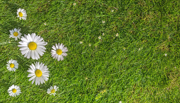 texture surface verte d'une pelouse et jolies fleurs de marguerite, p&acirc;querette