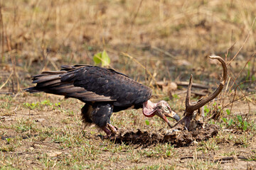 Red-headed Vulture, Sarcogyps calvus, Panna Tiger Reserve, Madhya Pradesh, India.