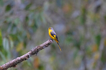 Short-billed Minivet, Pericrocotus brevirostris, female, Pangolakha Wildlife Sanctuary, Sikkim, India