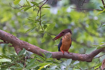 Stork-billed Kingfisher, Pelargopsis capensis, Uttarakhand, India