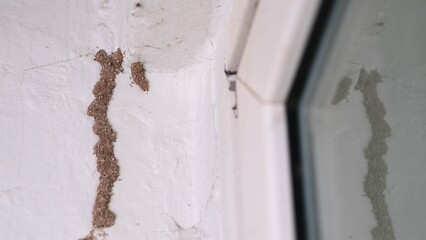 Termites on the walls of the house.