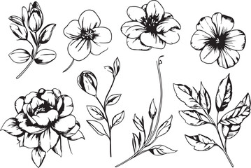 Set Flowers. Hand drawn vector illustration