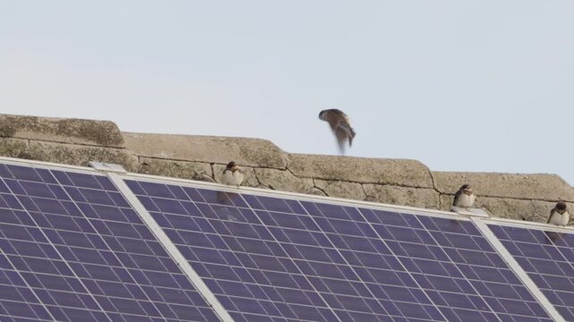 Rauch und Mehlschwalben sitzen auf Photovoltaik Anlage