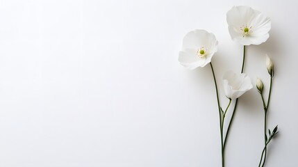 Fototapeta premium Three White Poppies and Buds on White Background.