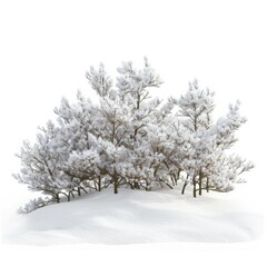 Pine trees are covered in snow, standing on a hill. The snow is piled up around the trees.