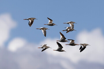 Common Sandpiper, Actitis hypoleucos, Ladakh, India