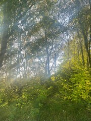 morning in the forest