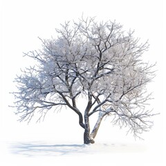 Tree are covered in snow. The snow is around the tree.