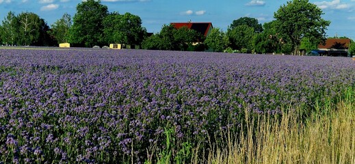 Nice summer evening in Germany near Panschwitz-Kuckau - Saxony.  Field of purple Phacelias near village. June 22, 2024. Rainfarn-Phacelie.