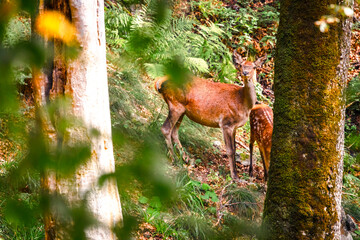 Wild deers in the forest of Central Balkan National Park