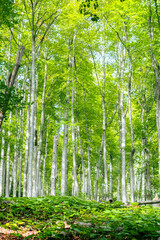 Tsarichina forest reserve in Central Balkan National Park at summer time