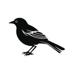 Obraz premium black silhouette of a mockingbird isolated on white background