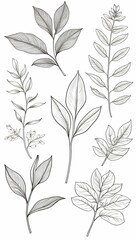 abstract outline hand white leaves floral drawn botanic background set plant art pencil sketch olated line branch illustration set tree branch floral outline botanic line hand draw plant vignetting