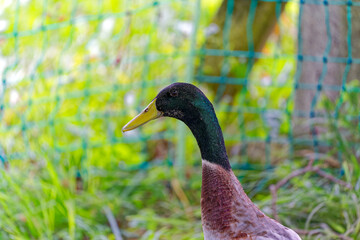Naklejka premium Close-up headshot of one mal Indian runner duck at farm at Swiss City of Zürich on a cloudy summer afternoon. Photo taken August 25th, 2023, Zurich, Switzerland.