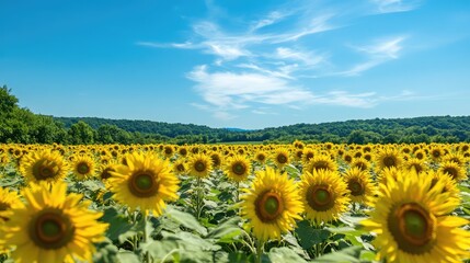 Fototapeta premium A vibrant sunflower field stretching to the horizon, bathed in golden sunlight under a deep blue sky with wisps of clouds.