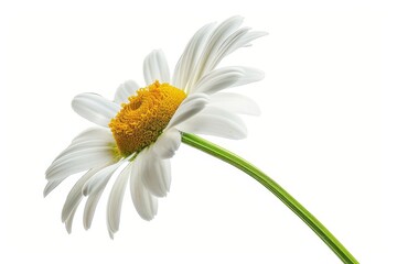Fototapeta premium Close-up of a white daisy flower against a white background, highlighting its delicate petals and vibrant center.
