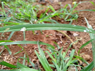 Morning Serenity in Dew Drops.