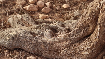 Argan Tree in Moroccan Landscape with Rough Bark and Arid Environment, Essential for Argan Oil Production, Argan Skincare, Argan Hair Oil, Argan Cosmetics, and Organic Argan Benefits
