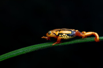 A Roarchestes resplendent frog shot in deep jungle in munnar in south india