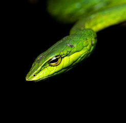 green snake on black background