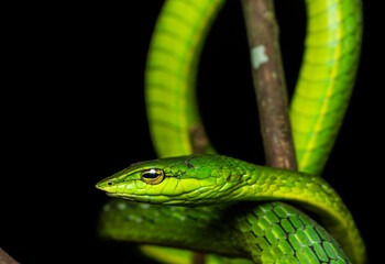 A Large scale pit viper shot in munnar hills in south india